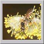 Nomada lathburiana - Wespenbiene m13.jpg